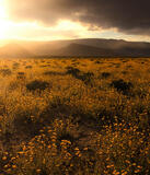 Panamint Gold
