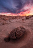 anza borrego state park, california, pink