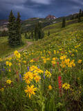 Color Before the Storm