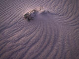 Subtle Currents of Ibex