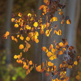 aspen, colorado, crested butte, fall, leaves, rocky mountains, square, tree, yellow