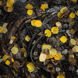 aspen, colorado, crested butte, fall, leaves, rocky mountains, square, tree, yellow