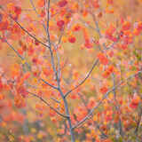 aspen, colorado, fall, leaves, red, rocky mountains, san juan mountains, square, tree