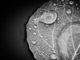 Environment, Nature, Rain, Weather, black and white, droplets, leaves
