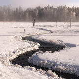 Yellowstone's Winter Serenade