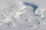 Wyoming, winter, yellowstone national park, ynp