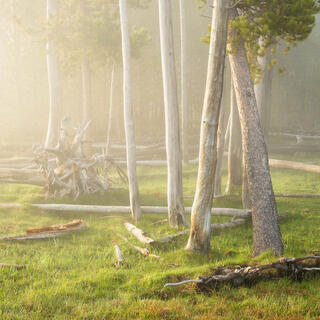 Glowing trees at Black Sand Basin in Yellowstone National Park