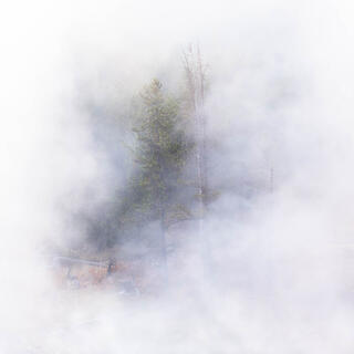 Trees in fog at Yellowstone National Park
