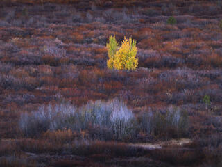 New Fall Images from Yellowstone and Grand Tetons