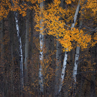 Aspen Serenade