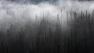 Forest Whispers