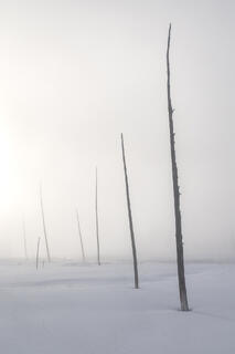 Fading into White