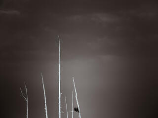 Geyser Basin Sentinels