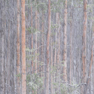 Falling snow with trees at Yellowstone National Park