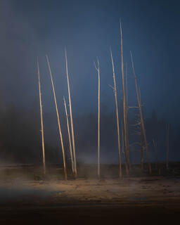 Trees in fog in Yellowstone National Park