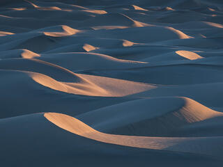 Desert Friends