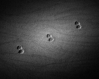 Animal, Nature, black and white, dunes, footprints, sand