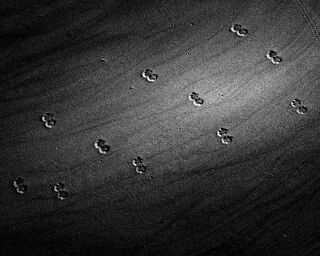 Animal, Nature, black and white, dunes, footprints, sand