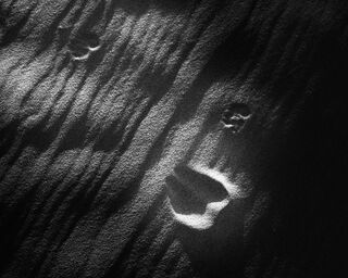 Animal, Nature, black and white, dunes, footprints, sand