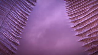 Ephemeral Embrace