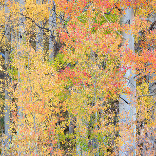 aspen, colorado, fall, green, leaves, red, rocky mountains, san juan mountains, square, tree, yellow