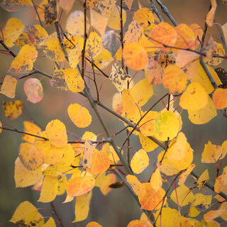 aspen, colorado, crested butte, fall, leaves, rocky mountains, square, tree, yellow