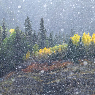 aspen, colorado, fall, gambel oak, green, rocky mountains, san juan mountains, scrub oak, snow, square, tree, yellow