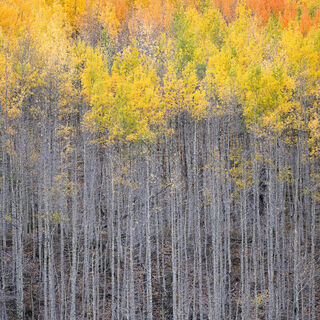 aspen, colorado, fall, red, rocky mountains, san juan mountains, square, tree, yellow