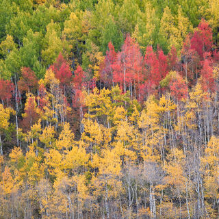 aspen, colorado, fall, green, red, rocky mountains, san juan mountains, square, tree, yellow