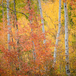 aspen, colorado, fall, leaves, orange, red, rocky mountains, san juan mountains, square, tree, yellow