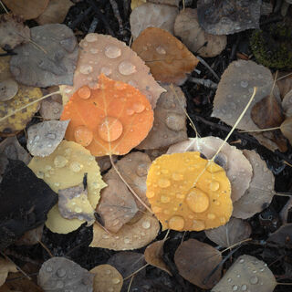 aspen, colorado, crested butte, fall, leaves, orange, red, rocky mountains, square, tree, yellow