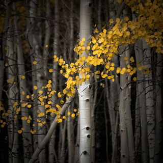 aspen, colorado, crested butte, fall, leaves, rocky mountains, square, tree, yellow