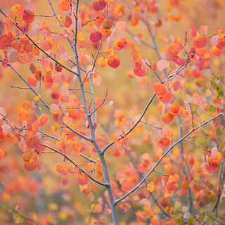 aspen, colorado, fall, leaves, red, rocky mountains, san juan mountains, square, tree