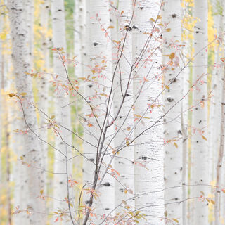 colorado, fall, leaves, red, rocky mountains, san juan mountains, square, white, yellow