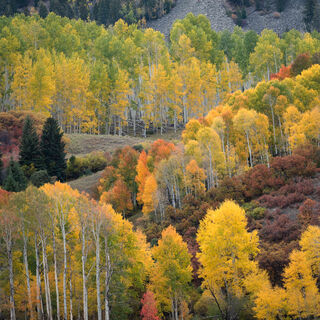 aspen, colorado, fall, green, rocky mountains, san juan mountains, square, tree, yellow