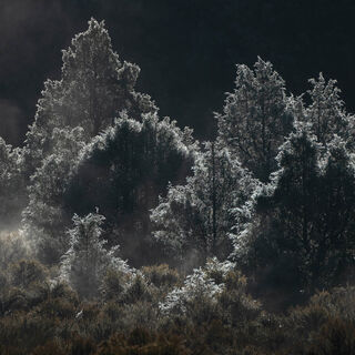 colorado, fall, frost, pine, rocky mountains, san juan mountains, square, tree, white