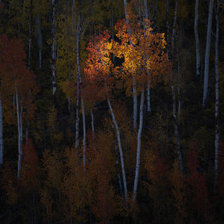 aspen, colorado, fall, orange, red, rocky mountains, san juan mountains, square, tree