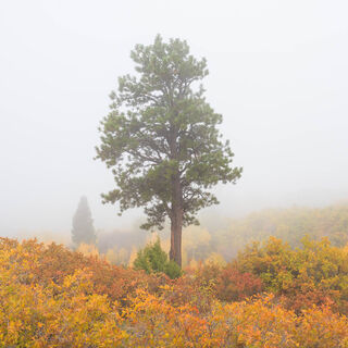 colorado, fall, fog, gambel oak, green, orange, pine, red, rocky mountains, san juan mountains, scrub oak, square, tree, white...