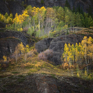 aspen, colorado, fall, green, rocky mountains, san juan mountains, square, tree, yellow