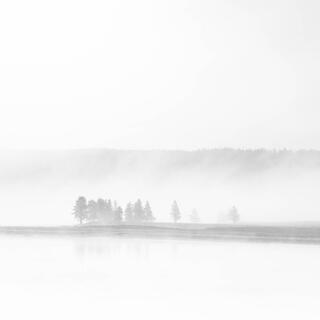 trees in fog at yellowstone