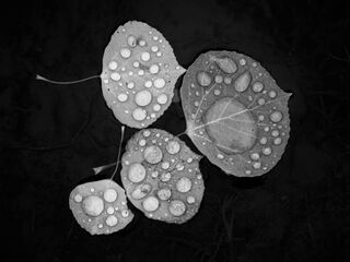 Environment, Nature, Rain, Weather, black and white, droplets, leaves