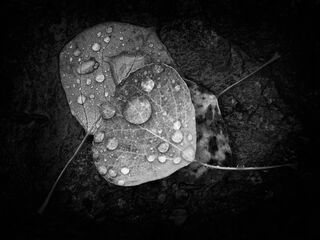 Environment, Nature, Rain, Weather, black and white, droplets, leaves