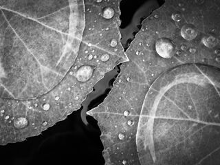 Environment, Nature, Rain, Weather, black and white, droplets, leaves