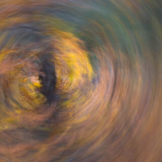 intentional camera movement of trees