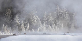 Winter Wonder - Images from Yellowstone in Winter 2024