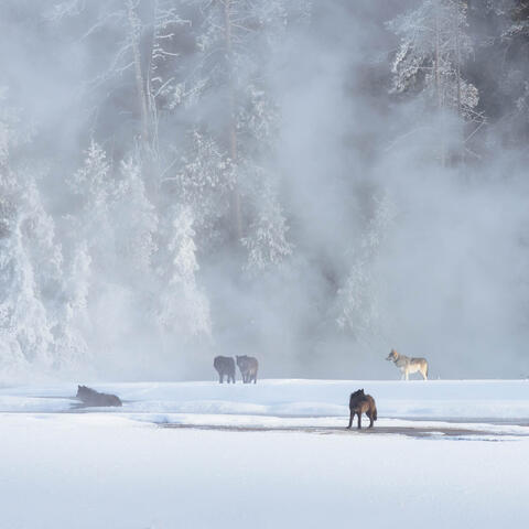 Yellowstone - Winter Wonder