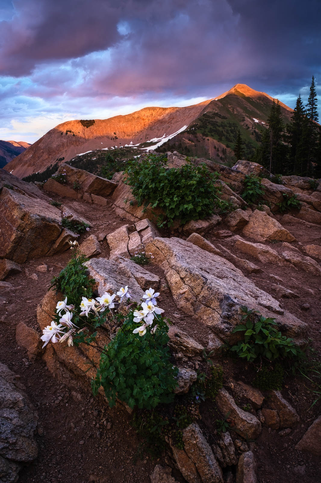 Flower, Time, Wildflower, alpine, blue, colorado, columbines, crested butte, green, orange, purple, rocky mountains, sunset