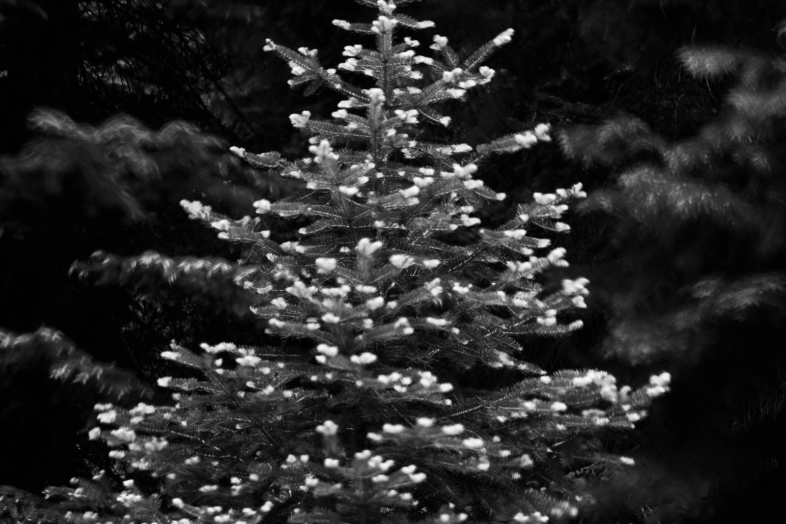 Wyoming, black and white, grand teton national park, landscape orientation, long exposure, monochrome, spruce, tree, rocky mountains...