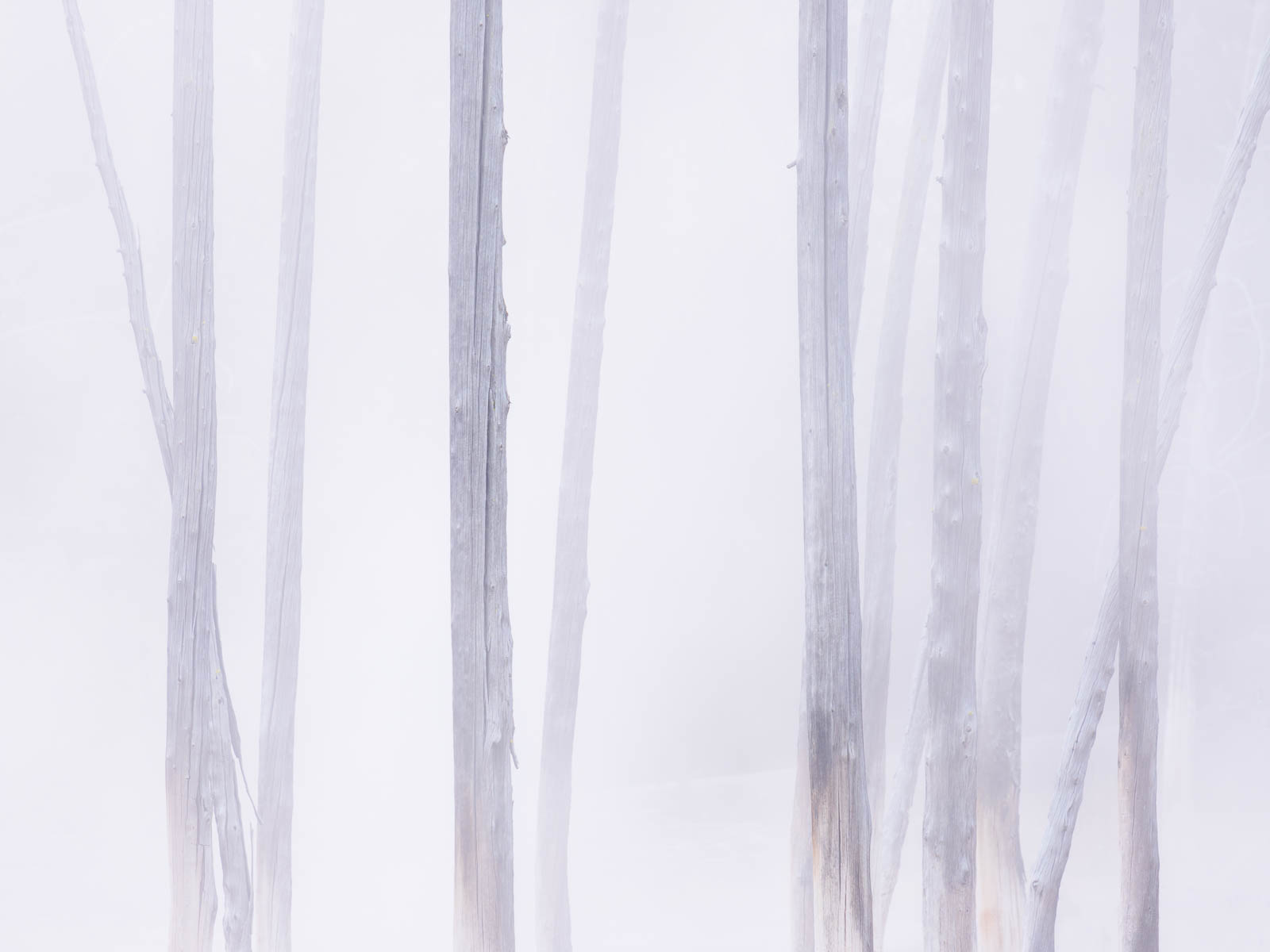 Trees in fog at Yellowstone National Park