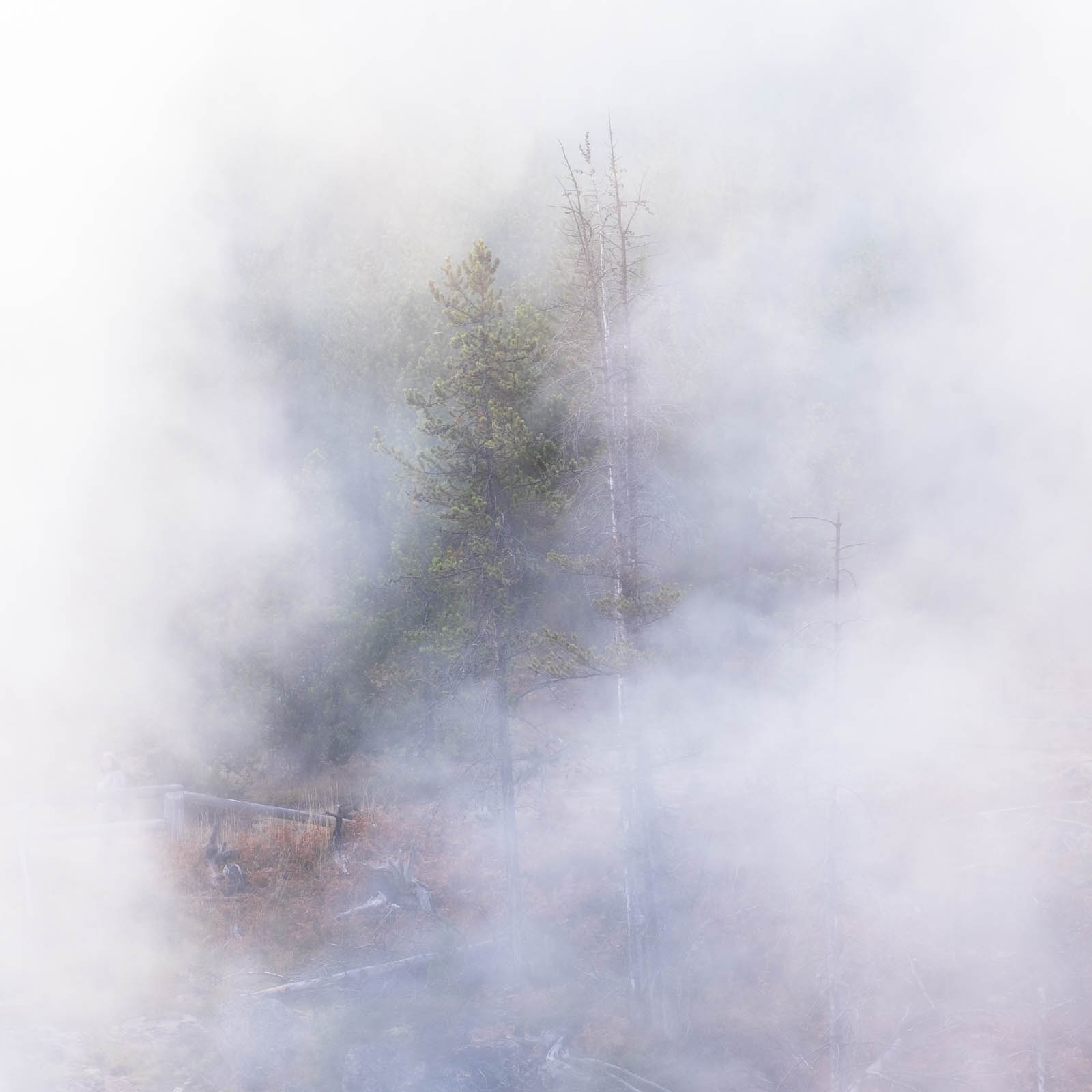 Wyoming, fog, greeen, square, tree, white, yellowstone national park, ynp, rocky mountains